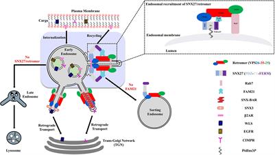 Toward Understanding the Molecular Role of SNX27/Retromer in Human Health and Disease